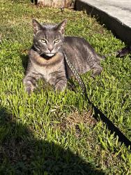 Lost Male Cat last seen Covina Hills Motor Homes, La Puente, CA 91744