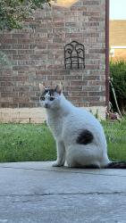 Lost Male Cat last seen Near 6024 Johnnie terr, Oklahoma City, OK 73149