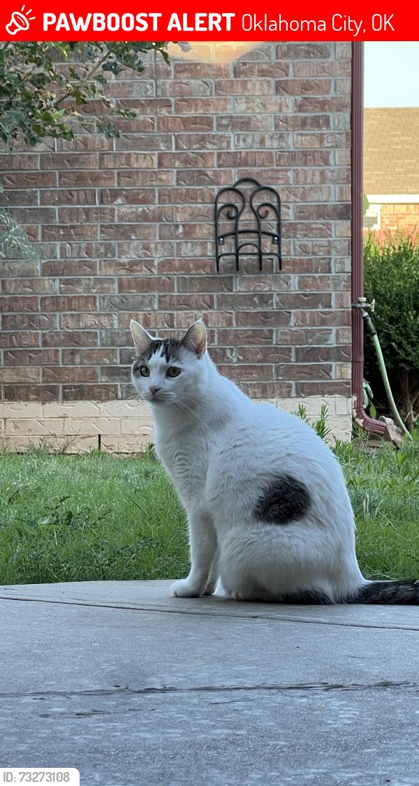 Lost Male Cat last seen Near 6024 Johnnie terr, Oklahoma City, OK 73149
