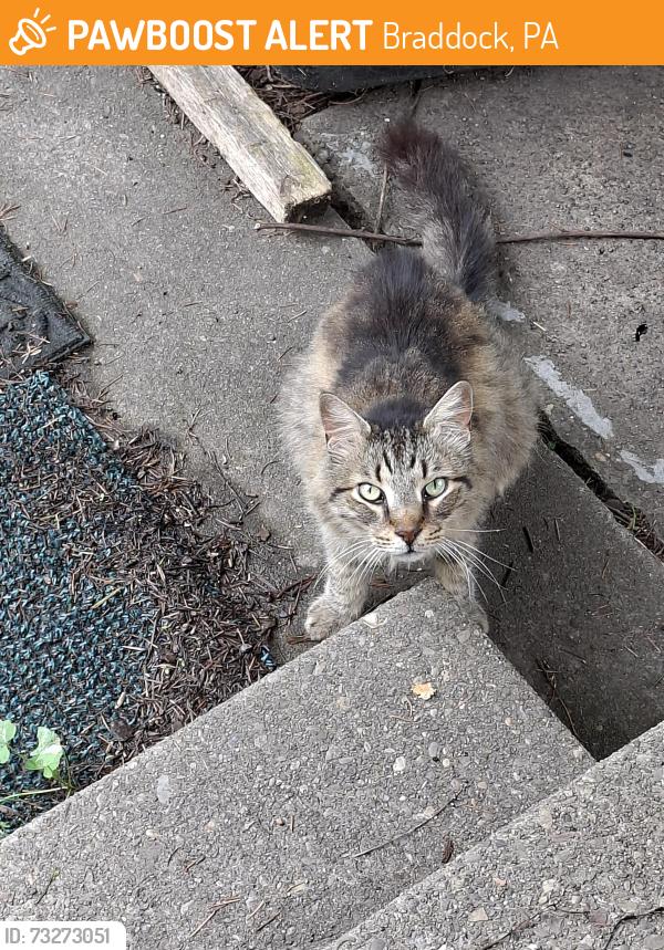 Found/Stray Unknown Cat last seen Murdough st and Wilson, Braddock, PA 15104