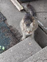 Found/Stray Unknown Cat last seen Murdough st and Wilson, Braddock, PA 15104