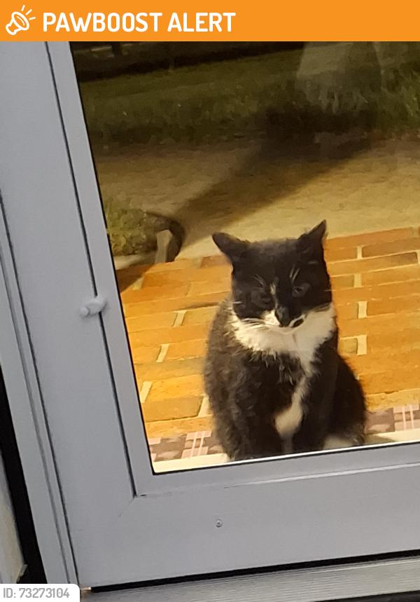 Found/Stray Unknown Cat last seen Rosedale and Hanover, Lower Swatara Township, PA 17057