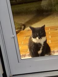 Found/Stray Unknown Cat last seen Rosedale and Hanover, Lower Swatara Township, PA 17057
