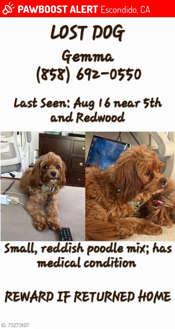 Lost Female Dog last seen 5th and Redwood 92025, Escondido, CA 92025