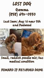 Lost Female Dog last seen 5th and Redwood 92025, Escondido, CA 92025