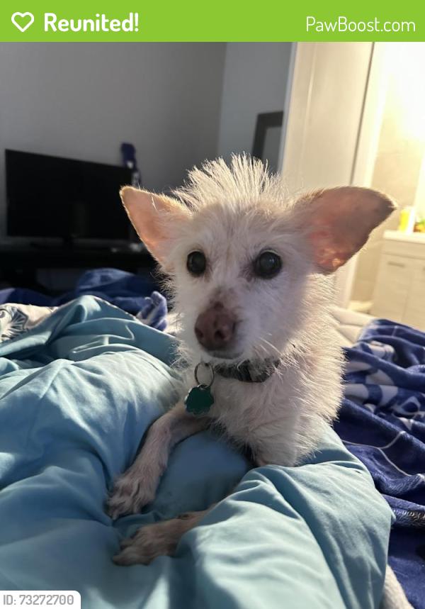 Reunited Male Dog last seen Marquette & Ingleside, Chicago, IL 60637
