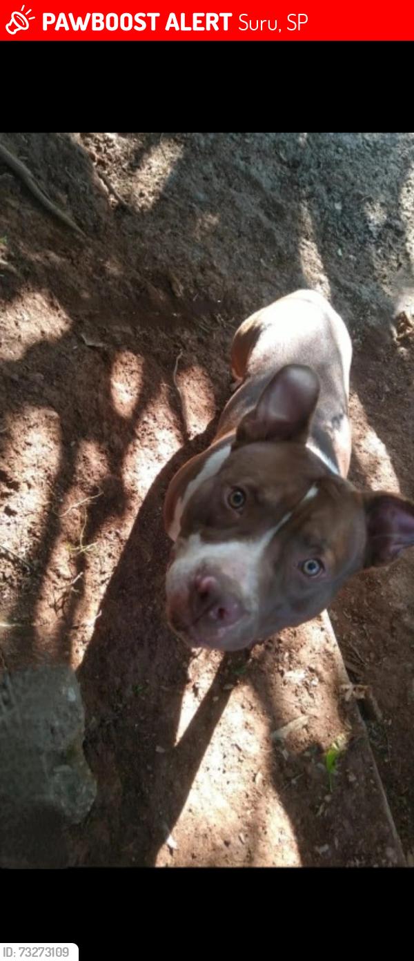 Lost Male Dog last seen Santana de Parnaíba cruzamento suru, Suru, SP 