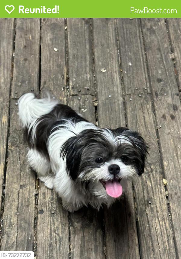 Reunited Male Dog last seen Monroe and folkstone, Houston, TX 77075
