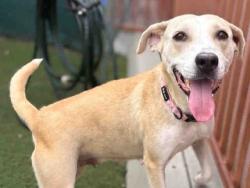 Shelter Stray Female Dog last seen , 2481 Palomar Airport Rd, Carlsbad, CA 92011, USA