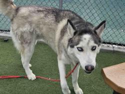 Shelter Stray Male Dog last seen , 2481 Palomar Airport Rd, Carlsbad, CA 92011, USA