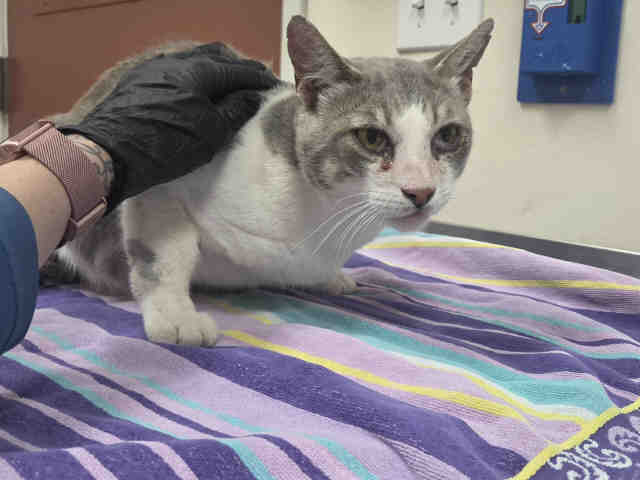 Shelter Stray Male Cat last seen HOLLY LANE, 2481 Palomar Airport Rd, Carlsbad, CA 92011, USA