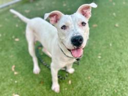 Shelter Stray Male Dog last seen , 2769 Conroy Rd, Orlando, FL 32839, USA