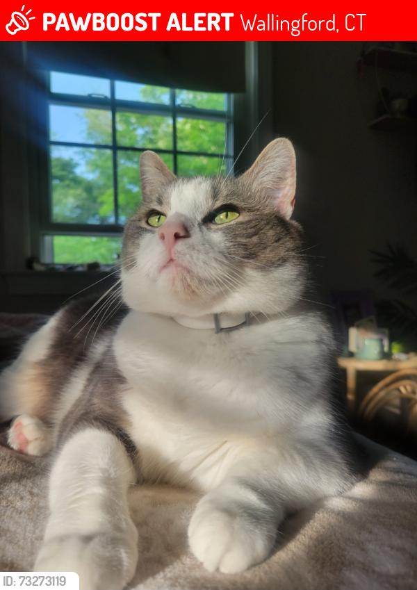 Lost Female Cat last seen Tamarac Swamp Rd, Wallingford, CT 06492