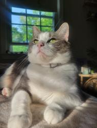 Lost Female Cat last seen Tamarac Swamp Rd, Wallingford, CT 06492
