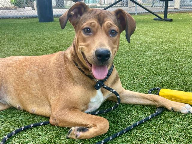 Shelter Stray Female Dog last seen , 2769 Conroy Rd, Orlando, FL 32839, USA