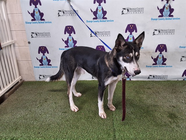 Shelter Stray Male Dog last seen , 2769 Conroy Rd, Orlando, FL 32839, USA