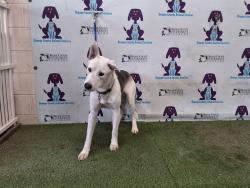 Shelter Stray Male Dog last seen , 2769 Conroy Rd, Orlando, FL 32839, USA