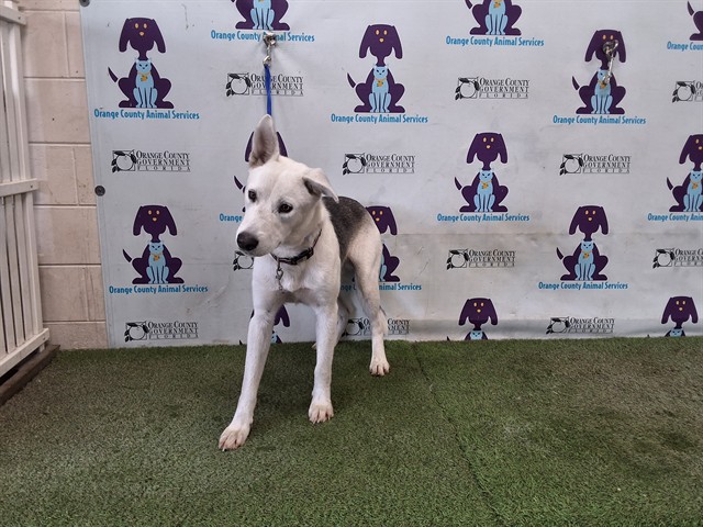 Shelter Stray Male Dog last seen , 2769 Conroy Rd, Orlando, FL 32839, USA