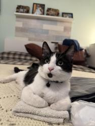 Lost Male Cat last seen Evergreen pk northwest, Edmonton, AB T5Y 4M2