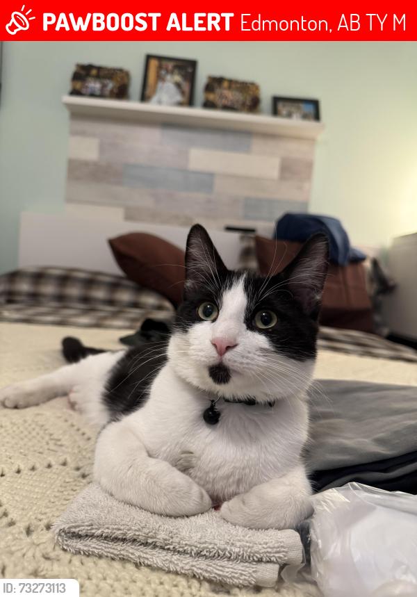Lost Male Cat last seen Evergreen pk northwest, Edmonton, AB T5Y 4M2
