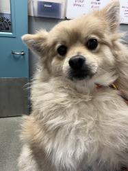 Shelter Stray Female Dog last seen ANTHEM HIGHLANDS DR & BICENTENNIAL PKWY, 655 N Mojave Rd, Las Vegas, NV 89101, USA