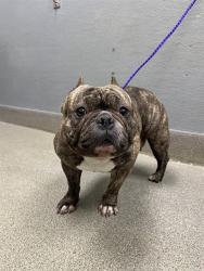 Shelter Stray Female Dog last seen Near BLOCK S LAS VEGAS BLVD, JEAN NV 89019, 655 N Mojave Rd, Las Vegas, NV 89101, USA