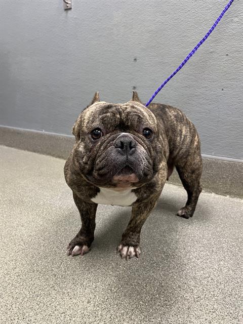 Shelter Stray Female Dog last seen Near BLOCK S LAS VEGAS BLVD, JEAN NV 89019, 655 N Mojave Rd, Las Vegas, NV 89101, USA