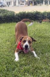 Shelter Stray Female Dog last seen Near BLOCK SW 214TH AVE, 3599 NW 79th Ave, Doral, FL 33122, USA
