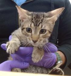 Shelter Stray Male Cat last seen Near BLOCK NW 186 ST, 3599 NW 79th Ave, Doral, FL 33122, USA