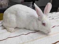 Shelter Stray Female Rabbit last seen , 5821 Sweetwater Rd, Bonita, CA 91902, USA