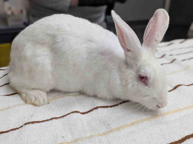 Shelter Stray Female Rabbit last seen , 5821 Sweetwater Rd, Bonita, CA 91902, USA