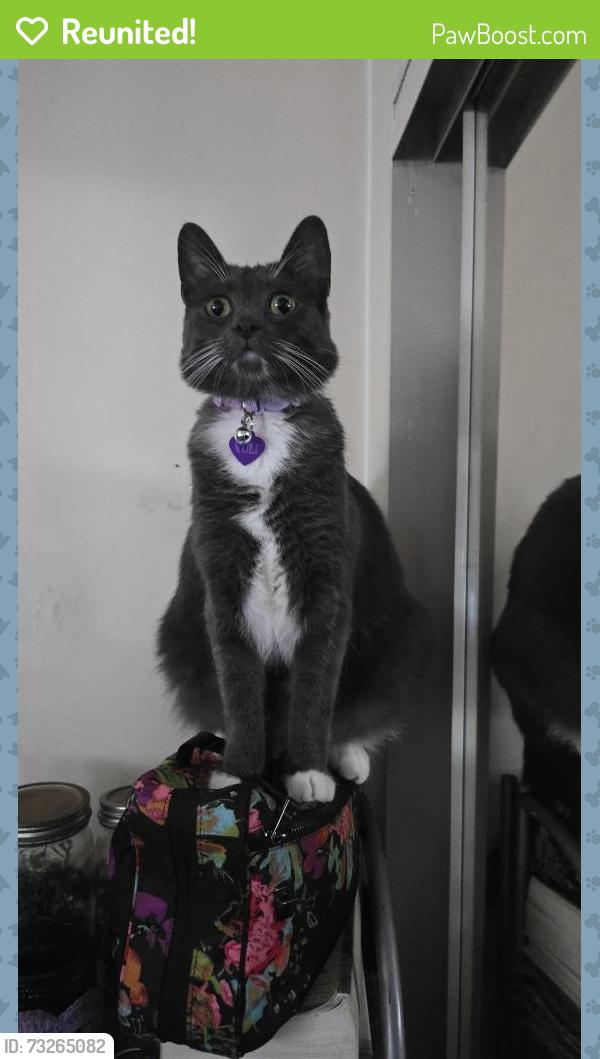 Reunited Female Cat last seen Oregon Street in the alley, San Diego, CA 92104
