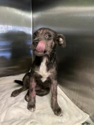 Shelter Stray Female Dog last seen , 1850 W 60th St, Los Angeles, CA 90047, USA