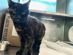 Shelter Stray Female Cat last seen DORCHESTER, 350 S Huntington Ave, Jamaica Plain, MA 02130, USA