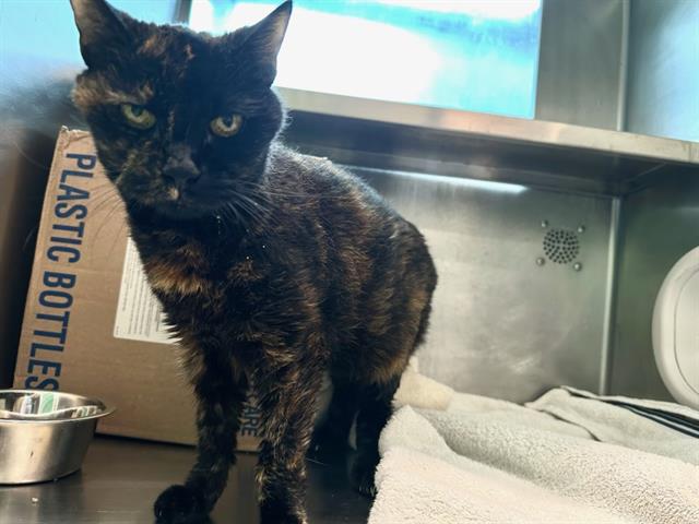Shelter Stray Female Cat last seen DORCHESTER, 350 S Huntington Ave, Jamaica Plain, MA 02130, USA