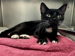 Shelter Stray Female Cat last seen HYDE PARK, 350 S Huntington Ave, Jamaica Plain, MA 02130, USA