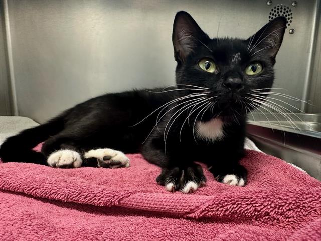 Shelter Stray Female Cat last seen HYDE PARK, 350 S Huntington Ave, Jamaica Plain, MA 02130, USA