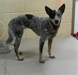 Shelter Stray Female Dog last seen HE THOMAS & 417, 232 Eslinger Way, Sanford, FL 32773, USA