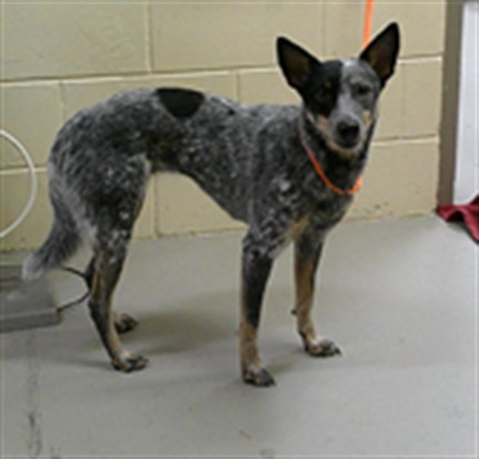 Shelter Stray Female Dog last seen HE THOMAS & 417, 232 Eslinger Way, Sanford, FL 32773, USA