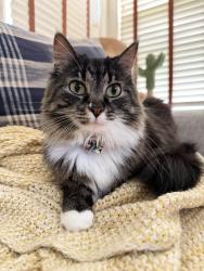 Lost Female Cat last seen 42nd and Harwood Dr, near Roosevelt high school, Des Moines, IA 50312