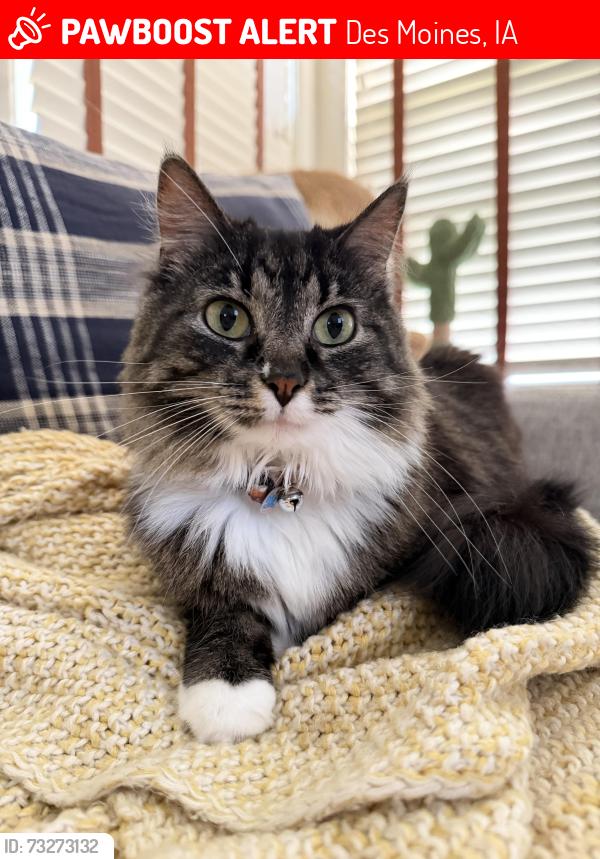 Lost Female Cat last seen 42nd and Harwood Dr, near Roosevelt high school, Des Moines, IA 50312