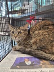 Shelter Stray Female Cat last seen , West Valley Animal Shelter, 20655 Plummer St, Chatsworth, CA 91311, USA