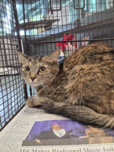 Shelter Stray Female Cat last seen , West Valley Animal Shelter, 20655 Plummer St, Chatsworth, CA 91311, USA