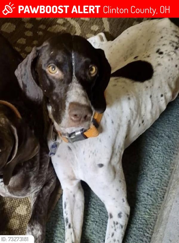 Lost Female Dog last seen Cowan lake, Clinton County, OH 45177