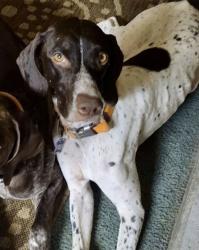 Lost Female Dog last seen Cowan lake, Clinton County, OH 45177