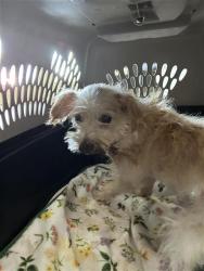 Shelter Stray Male Dog last seen PLEASURE PARK, 4710 TX-151, San Antonio, TX 78227, USA