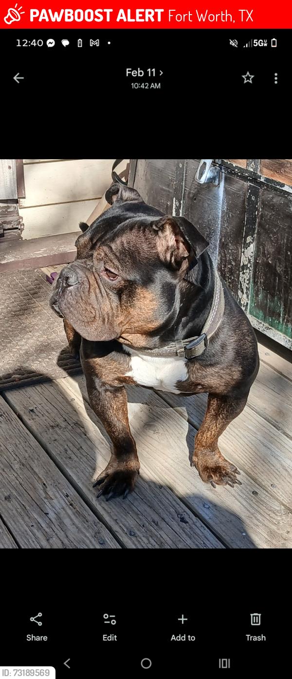 Lost Male Dog last seen Meadow Park Dr, Fort Worth, TX 76108