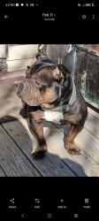 Lost Male Dog last seen Meadow Park Dr, Fort Worth, TX 76108