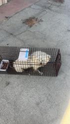 Found/Stray Unknown Dog last seen Loverslane, Visalia, CA 93292