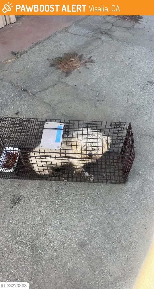 Found/Stray Unknown Dog last seen Loverslane, Visalia, CA 93292